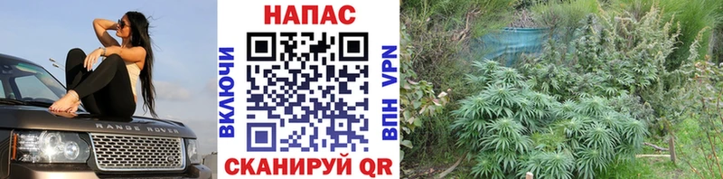 Канабис планчик Новоуральск